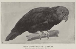 Ground Parrot by Henry Stacey Marks